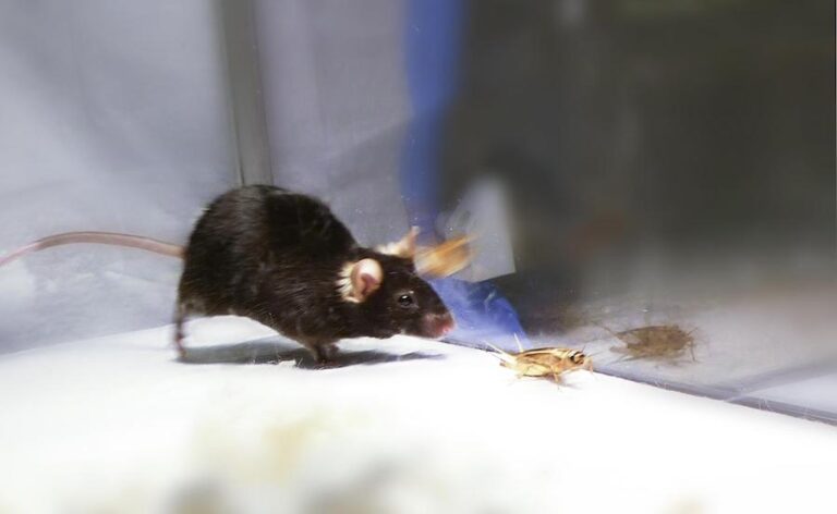 Kuidas hiirte kartus esinemishirmuga seotud on?